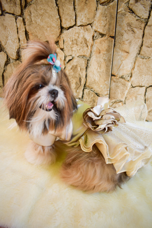 Molde Vestido Pet – Aury Moda Pet